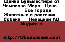 Щенки Бульмастифа от Чемпиона Мира › Цена ­ 1 000 - Все города Животные и растения » Собаки   . Ненецкий АО,Индига п.